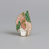 " Hoya Splash Plant " T&B Magnet